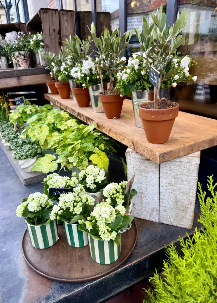 plantes vertes